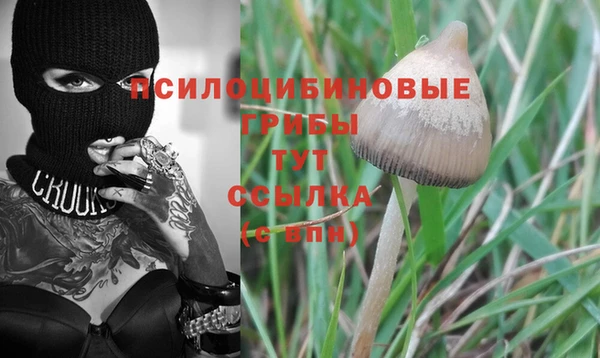 индика Няндома